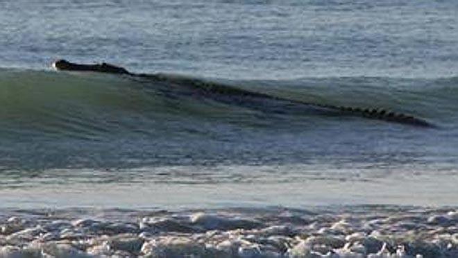 Croc in a wave - ’He’s a big boy’ - photo by Sharon Scoble ©  SW